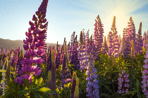 Lupinenfeld beim Lake Takepo / Lake Pukaki - Church of good Sheaperd