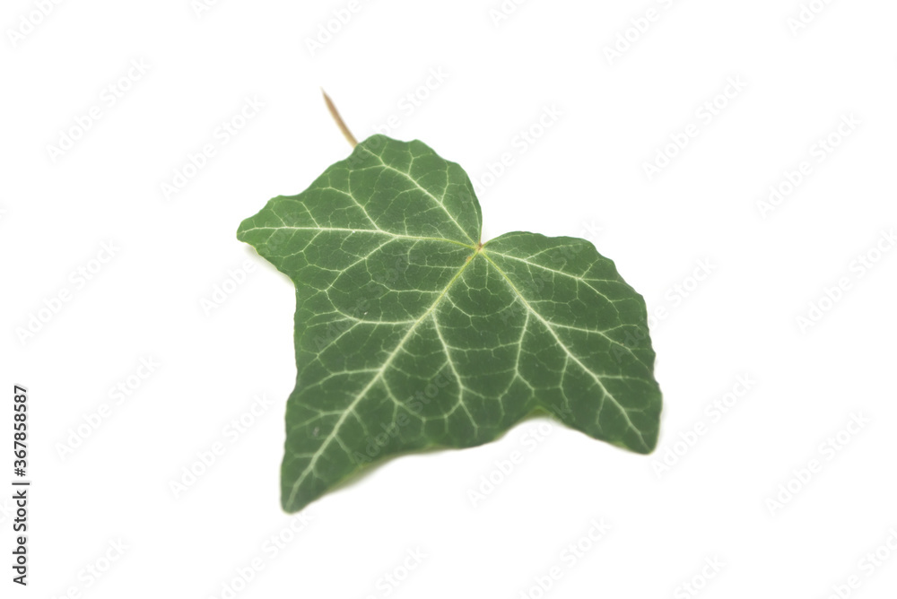 Closeup of ivy leaf on white background Closeup of ivy leaf on white background