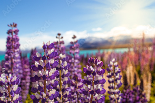 Lupinenfeld beim Lake Takepo   Lake Pukaki - Church of good Sheaperd