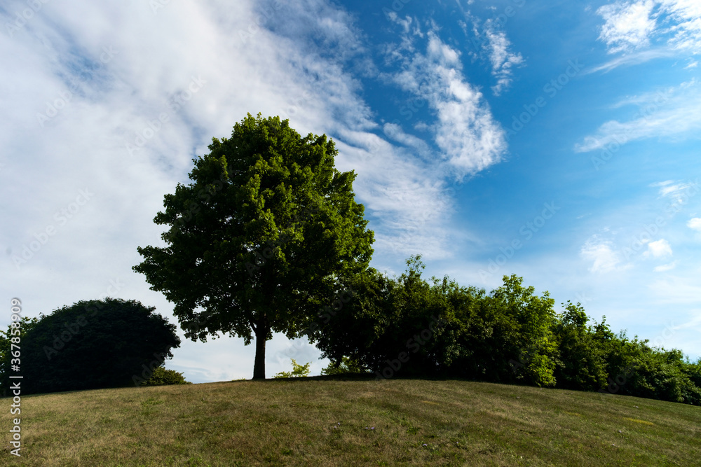 Trees Field Landscape Sky