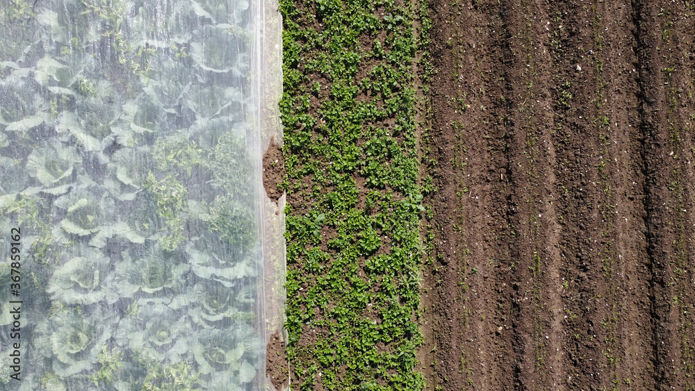 Fields with vegetable plants from above Fields with vegetable plants from above