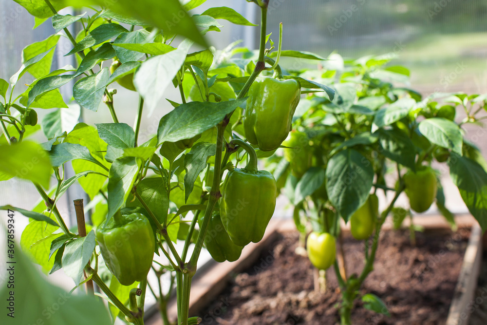 A greenhouse full of growing vegetables. Green peppers grow in a greenhouse. The concept of the garden of the household. A greenhouse full of growing vegetables. Green peppers grow in a greenhouse. The concept of the garden of the household.