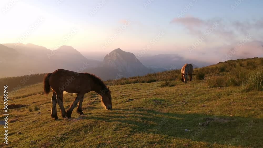 Foal exploring in the meadow at sunset Foal exploring in the meadow at sunset