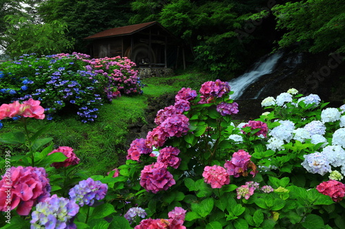 水車小屋と紫陽花 © yspbqh14