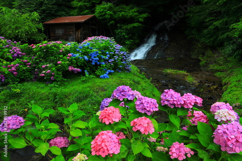 水車小屋と紫陽花