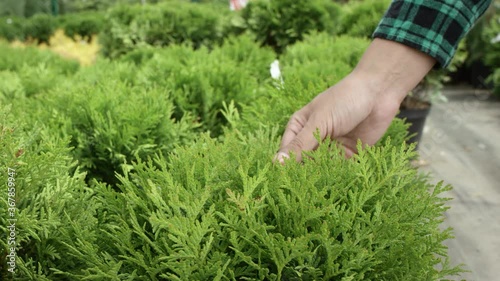 Close up of someone hand touches fir branches with focus on plant