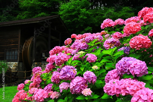 Wallpaper Mural 水車小屋と紫陽花 Torontodigital.ca