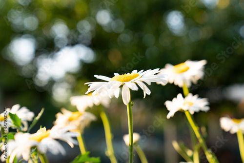 white daisy. wild flower chamomile in nature 