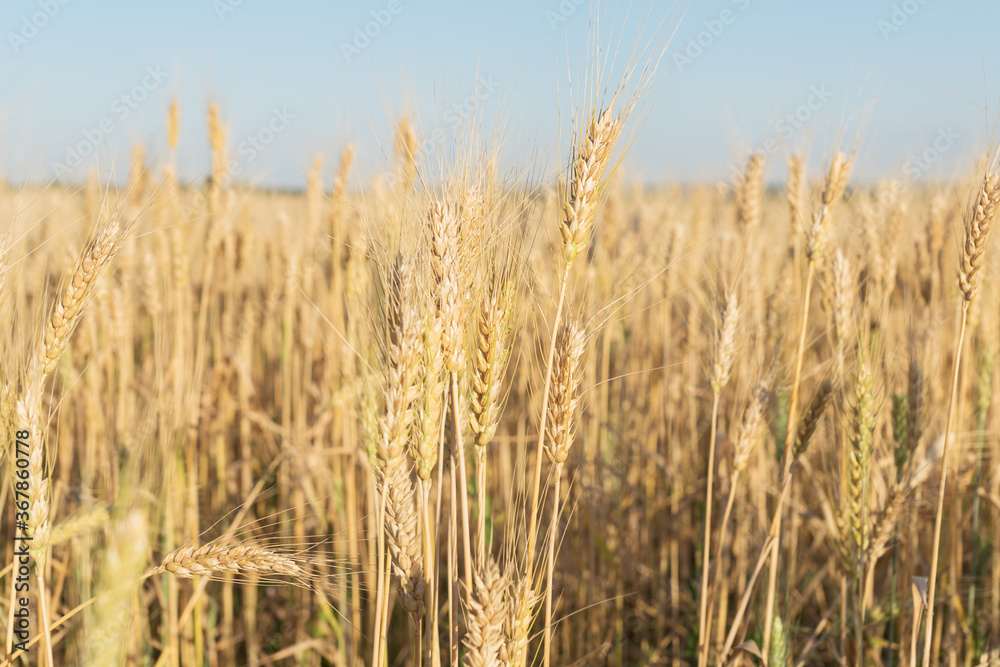 close up image of yellow large mature ears of wheat in a large field. summer harvesting. Agricultural concept close up image of yellow large mature ears of wheat in a large field. summer harvesting. Agricultural concept
