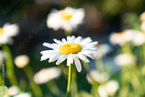 white daisy. wild flower chamomile in nature 