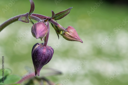 Close up of a flower bud on a columbine (aquilega) plant photo