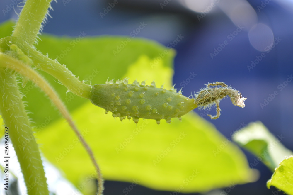 Fototapeta premium Macro of growing young cucumbers. Blooming cucumber a small cucumber in the garden.