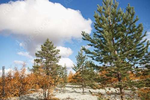 Beautiful landscape of forest-tundra  Autumn in the tundra. Green pine branches and lichen in autumn colors on the background. Dynamic light. Tundra  Russia.