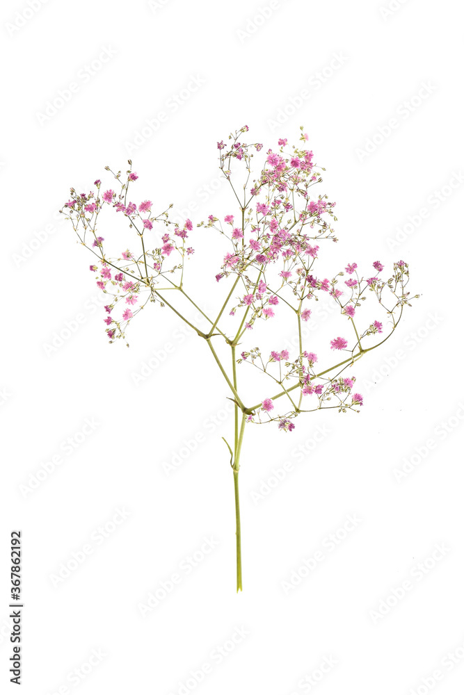 Twig of flower plant isolated on white background Twig of flower plant isolated on white background