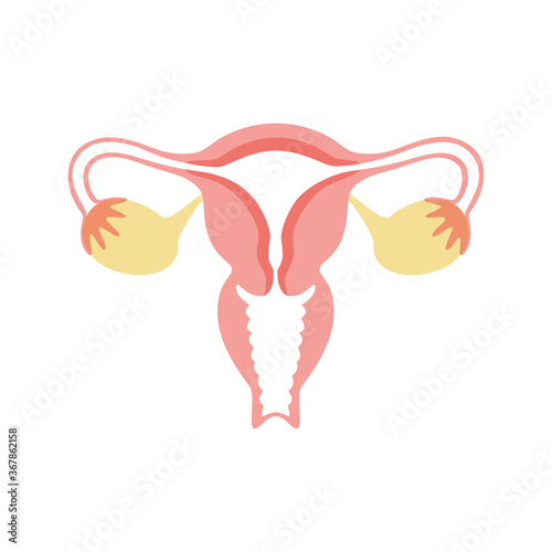 Reproductive system concept