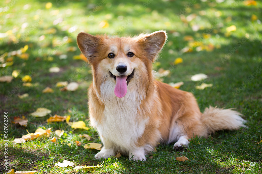 corgi fluffy portrait