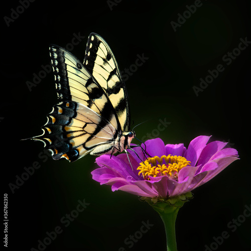 Canvas Print tiger swallowtail butterfly on purple zinnia with black background
