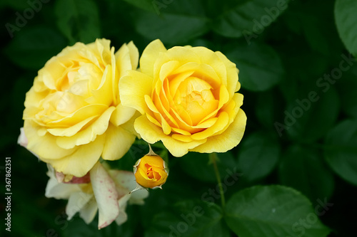 natural blooming two yellow roses and one Bud