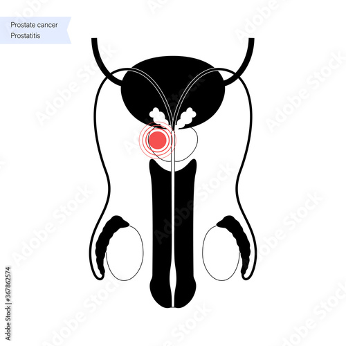 Male reproductive system