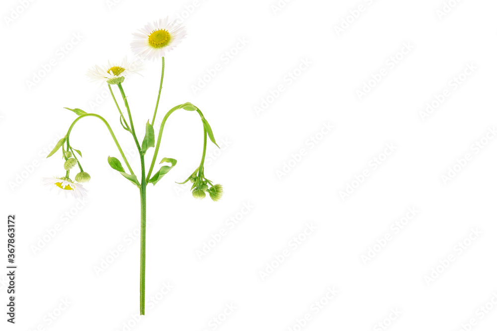 Daisy flower isolated on white background Daisy flower isolated on white background