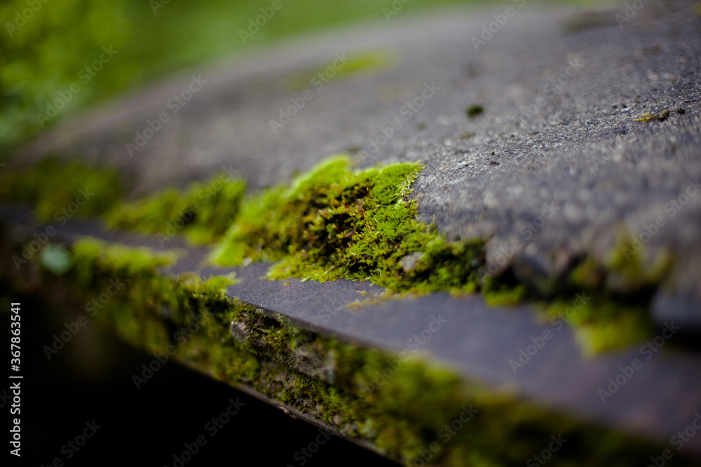 green moss on the ground green moss on the ground