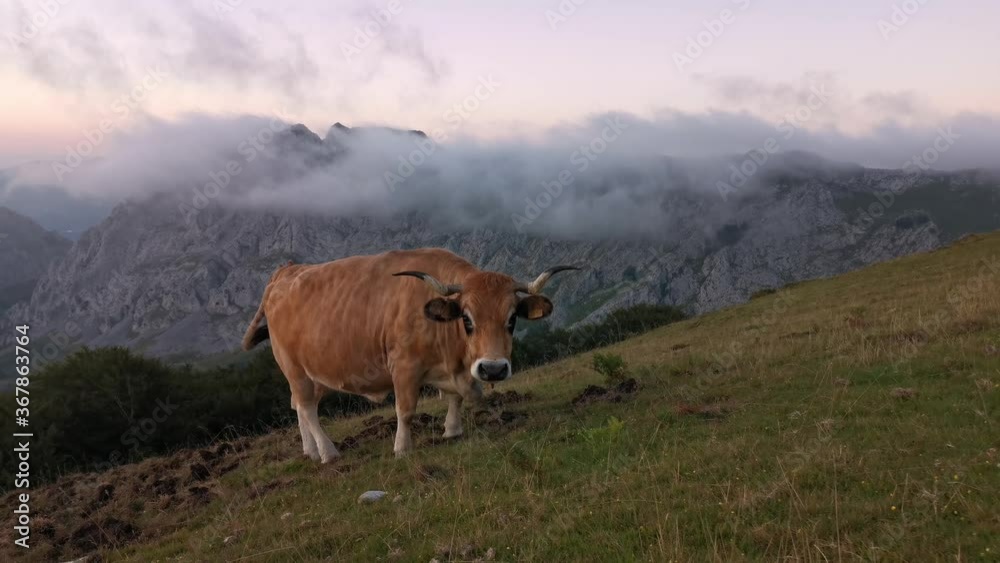 Cows grazing in the meadow in the late afternoon