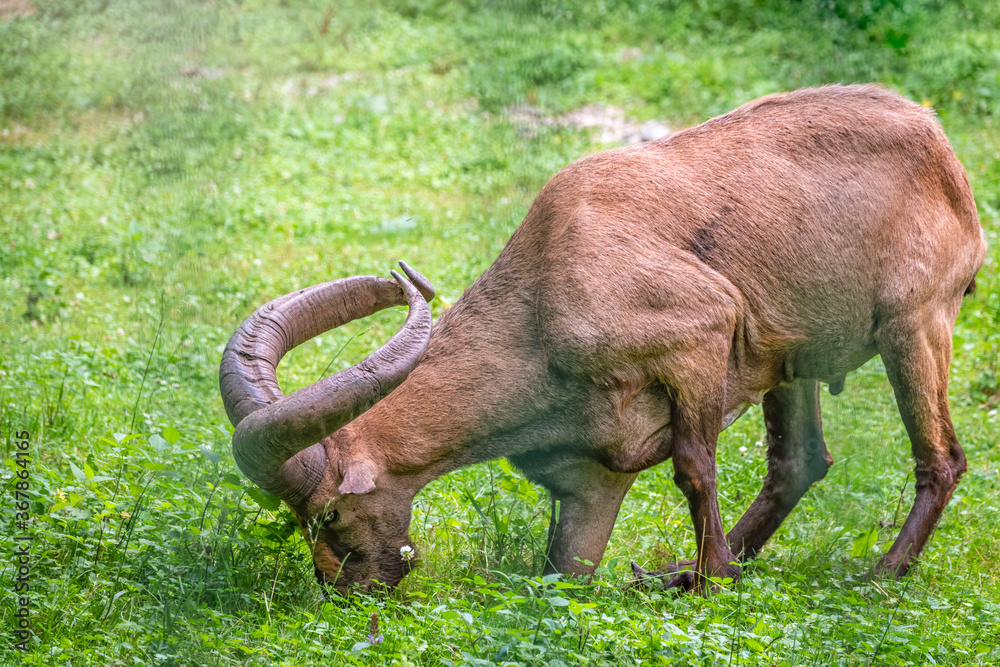The West Caucasian tur with big horns is grazing on a green lawn. The West Caucasian tur with big horns is grazing on a green lawn.