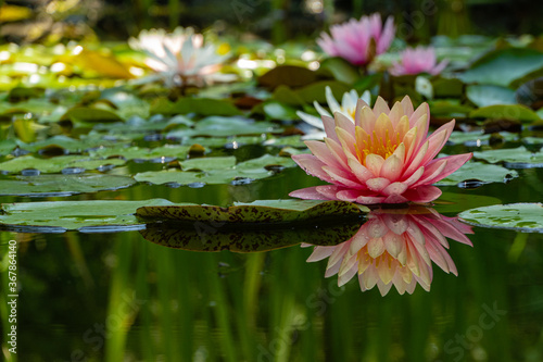 Magic big bright pink water lily or lotus flower Perry's Orange Sunset in pond. Nymphaea reflected in water. Flower landscape for nature wallpaper. Atmosphere of calm relaxation, happiness and love.