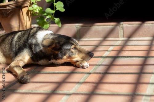 dog sleeping on the floor under morning sun