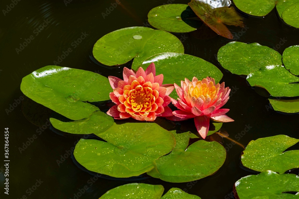 Two large bright pink water lilies or lotus flower Perry Orange sunset in landscape pond. Close-up. Nymphaea is reflected in water. Atmosphere of calm relaxation, happiness and love. Two large bright pink water lilies or lotus flower Perry Orange sunset in landscape pond. Close-up. Nymphaea is reflected in water. Atmosphere of calm relaxation, happiness and love.