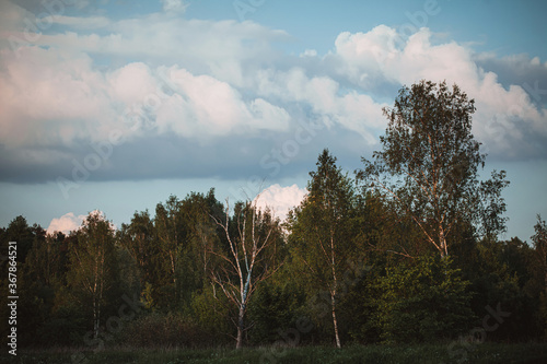 The edge of a deciduous forest with birches at sunset