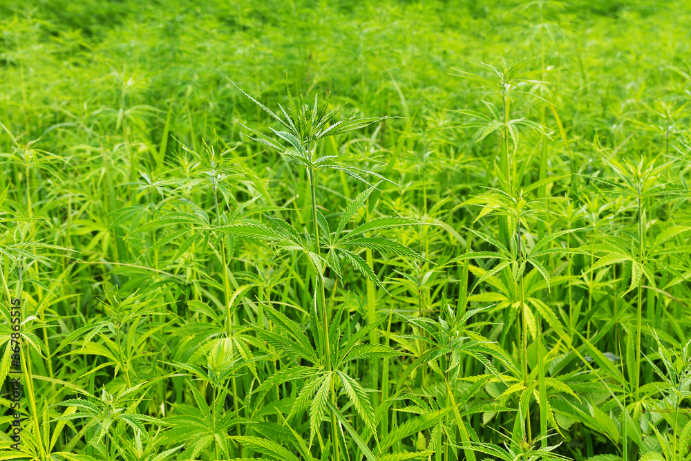 Background of cannabis leaves. Growing cannabis outdoors. A large amount of marijuana Background of cannabis leaves. Growing cannabis outdoors. A large amount of marijuana