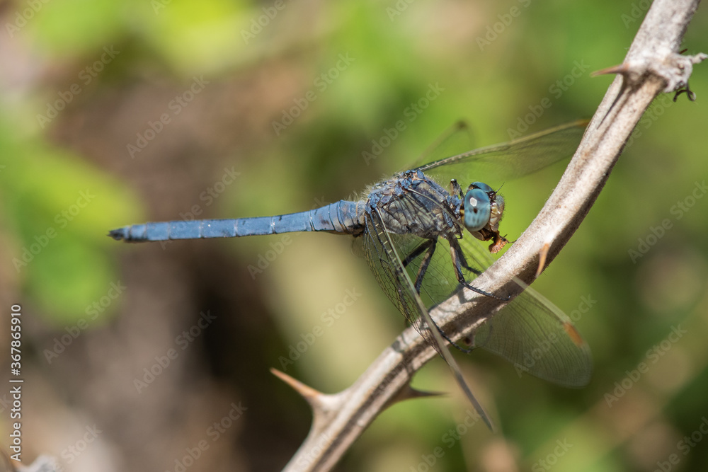 dragonfly on a branch dragonfly on a branch