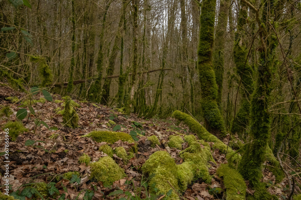 Waadt Tine de Conflens