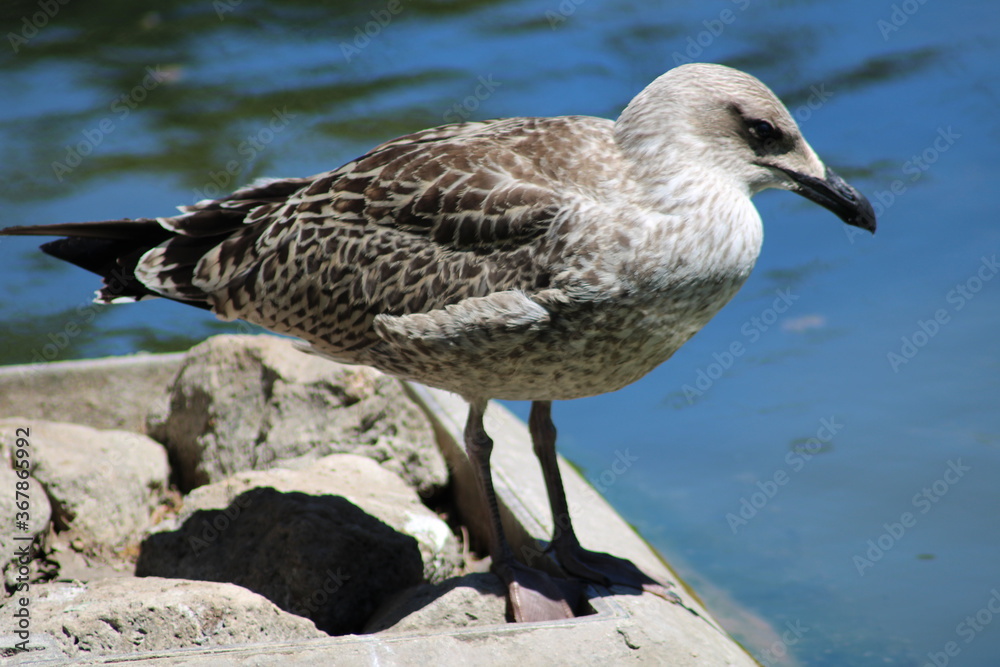 seagull on the beach seagull on the beach