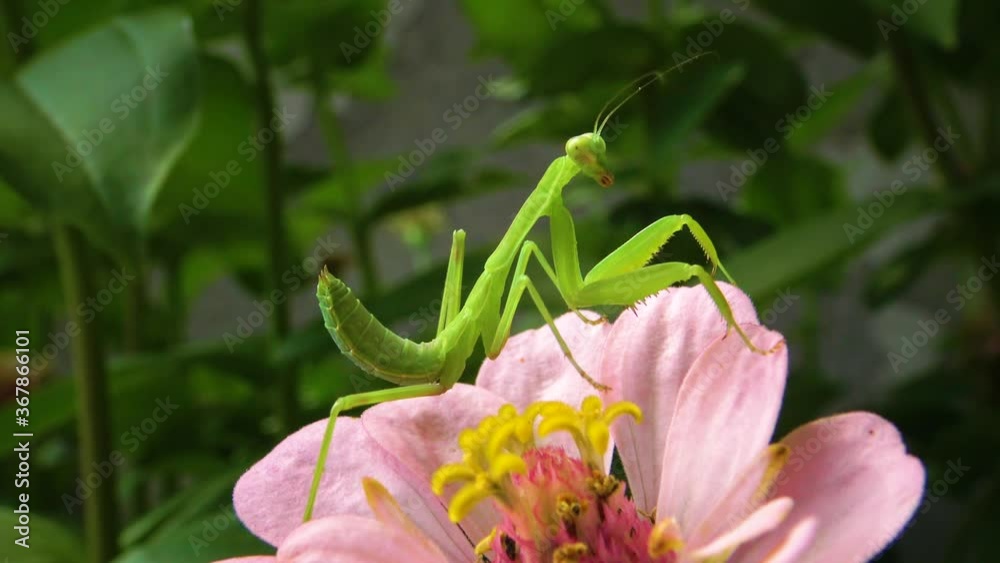 The European mantis (Mantis religiosa). The predatory insect preys on plants. The European mantis (Mantis religiosa). The predatory insect preys on plants.