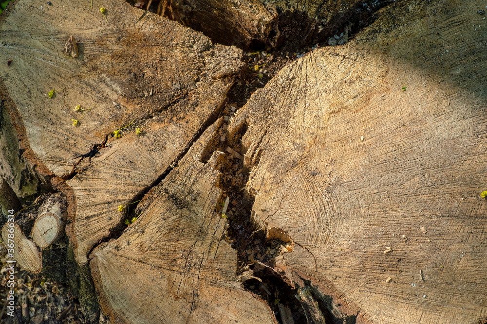 Rustic dark weathered wooden texture. Wooden background. Concentric circles of the structure of the felling old tree. Rustic dark weathered wooden texture. Wooden background. Concentric circles of the structure of the felling old tree.
