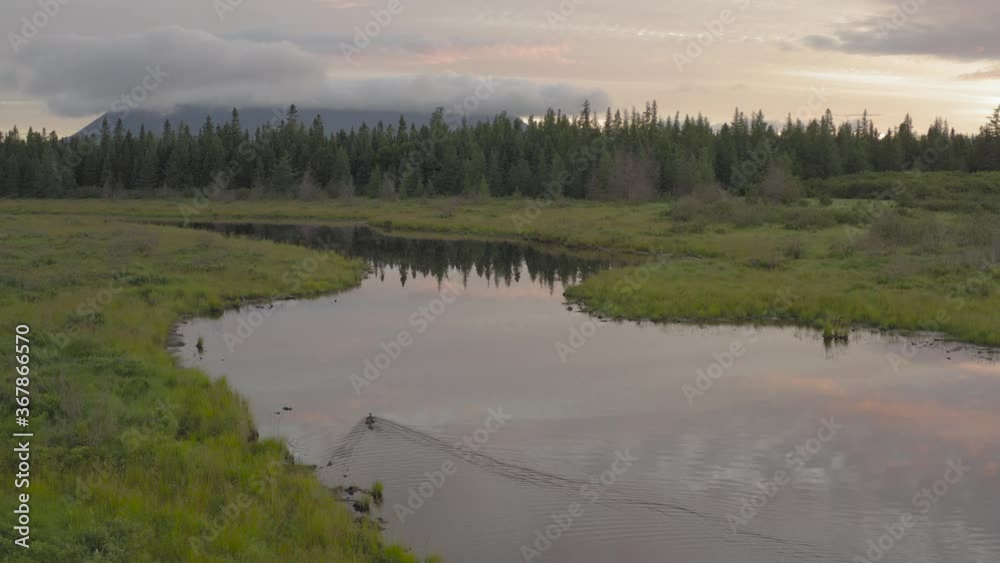 Ducks swim along meandering river flat calm wilderness during sunrise Ducks swim along meandering river flat calm wilderness during sunrise