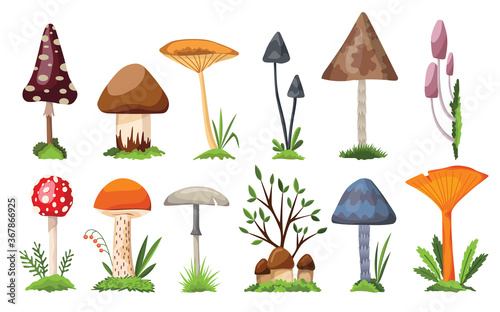 Collection of mushrooms and toadstools. Illustration of the different types of mushrooms on a white background. Colorful forest wild set of assorted edible mushrooms and toadstools