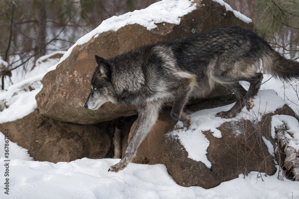 Fototapeta premium Black Phase Grey Wolf (Canis lupus) Steps Left Off Rock Winter