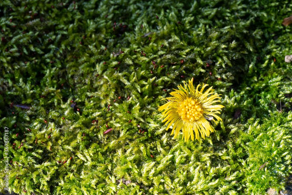 fresh spring greens in the old park fresh spring greens in the old park