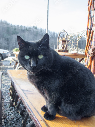 Cat portrait on a table