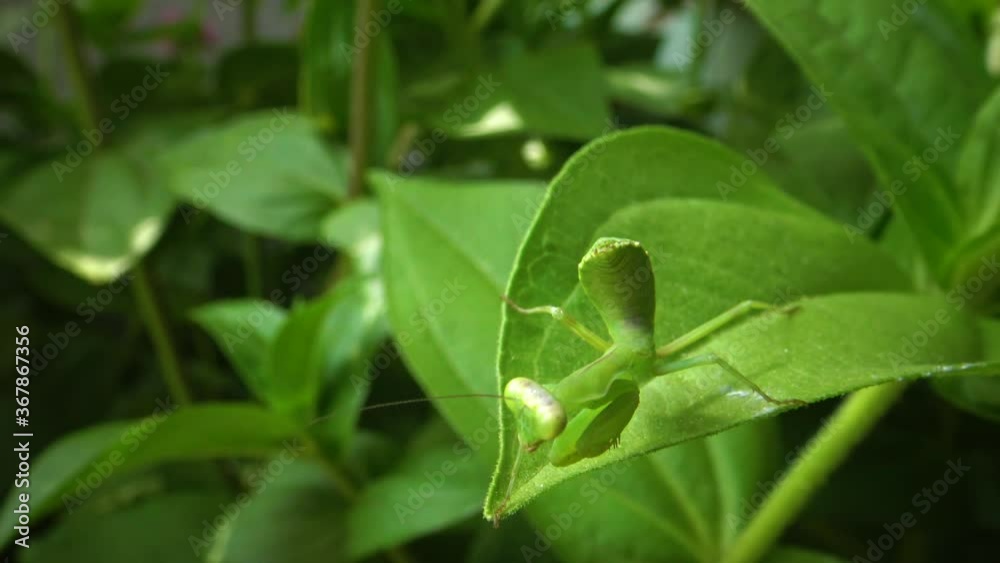 The European mantis (Mantis religiosa). The predatory insect preys on plants. The European mantis (Mantis religiosa). The predatory insect preys on plants.