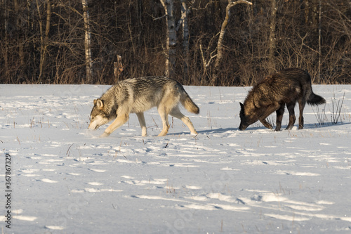 Grey Wolf and Black Phase (Canis lupus) Walk Sniffing Across Field Winter © geoffkuchera
