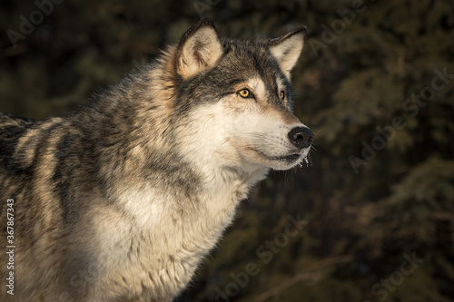 Grey Wolf (Canis lupus) Dark Background Looks Right