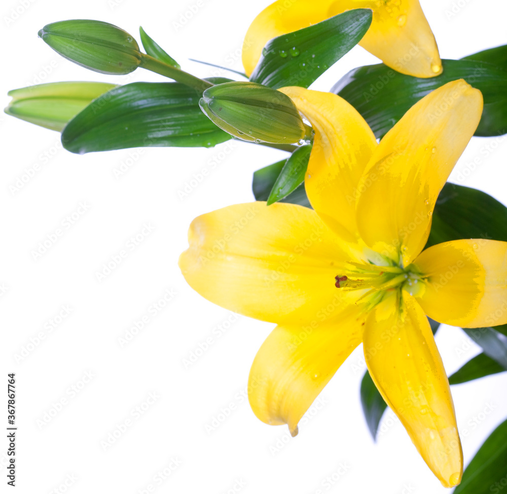 Obraz premium Lilies isolated over white background