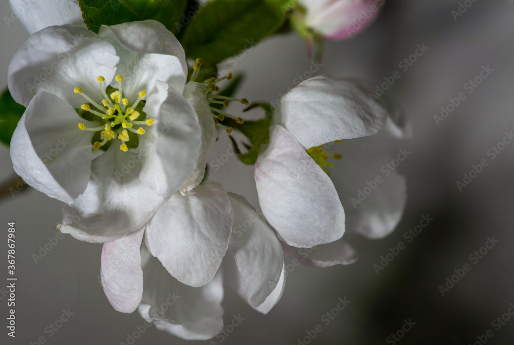 Beautiful flowering of garden trees. The first spring flowers. Beautiful flowering of garden trees. The first spring flowers.
