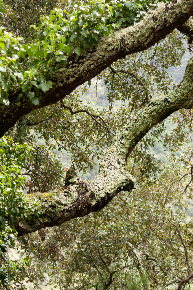 Fototapeta premium Lichen on a tree