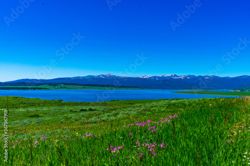 Wildflowers Bloom around Hebgen Lake  Montana