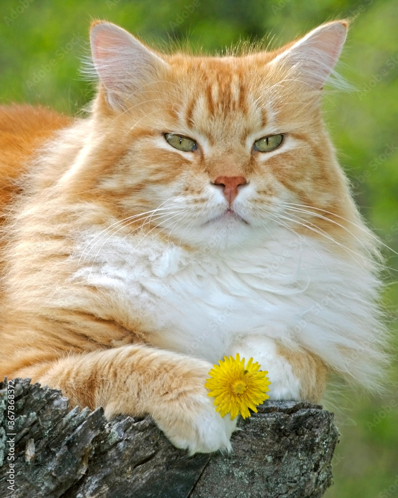 Ginger tabby Cat portrait holding a flower in paws.
